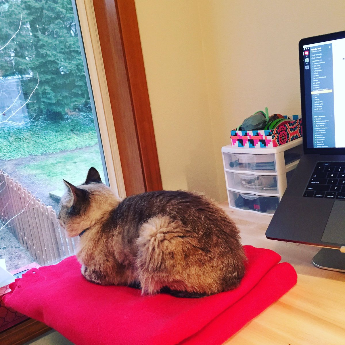 robinheinze's tweet image. Settling in for a day of #purrprogramming