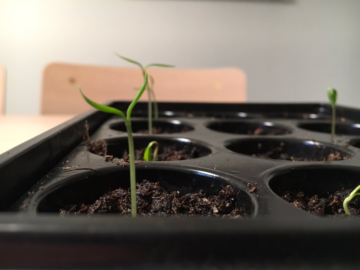 AnnsofiM's tweet photo. Mina chiliplantor har äntligen tittat upp! Lyckan är total #chili #förkultivering https://t.co/FtWwAIaJXm