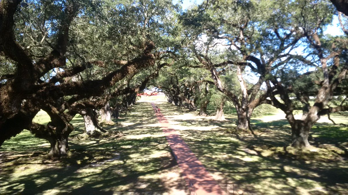 Troc_Rocks's tweet photo. #Plantation , Oak Alley Plantation, amazing spot https://t.co/2CVMraN5qr