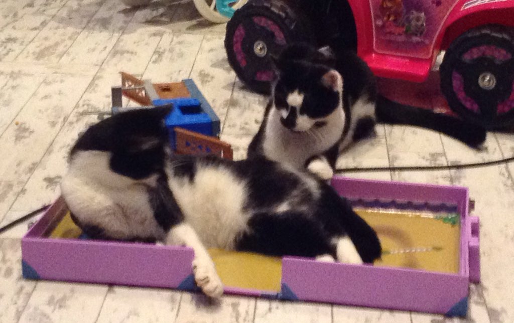 FindPeterPonce's tweet photo. Oh look the juveniles #PerryPonce #PippyPonce have come downstairs to lounge #PonceTwins https://t.co/q7dvITaBJ0