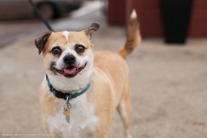 FurRSQ's tweet image. Meet new intake, Gunner! He's good with dogs, cats (with proper introductions) and older kids. Learn more here: zoesanimalrescue.org/animals/gunner/