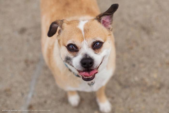 FurRSQ's tweet image. Meet new intake, Gunner! He's good with dogs, cats (with proper introductions) and older kids. Learn more here: zoesanimalrescue.org/animals/gunner/