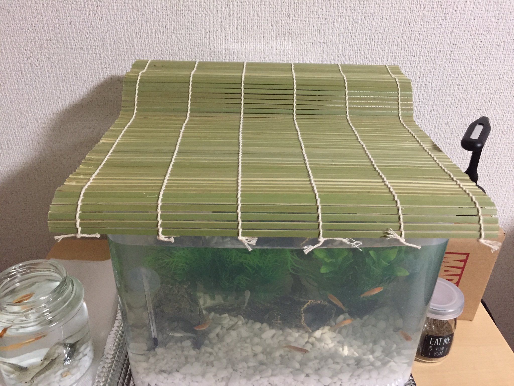 しらす 100円水槽 100ye N Twitter