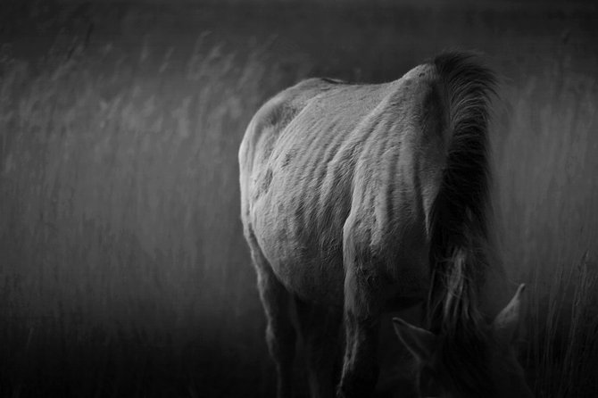 Chris Friel