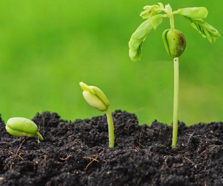 FreshPlaza_it's tweet image. Il ministro Martina: nei prossimi tre anni 21 milioni per la ricerca
freshplaza.it/article/88253/…