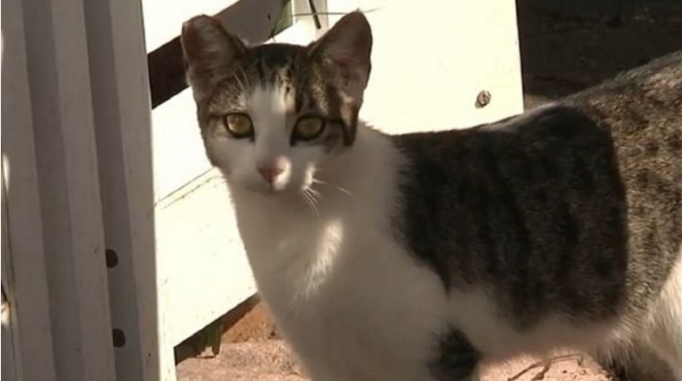 Florida man says he shot cat that pooped in his yard bit.ly/2knDAe8 https://t.co/Ar5VCUSDqY