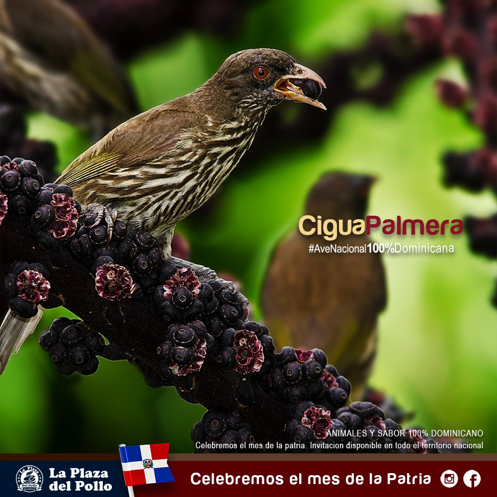 laplazadelpollo's tweet photo. Parte de nuestra fauna es la Cigua Palmera, un ave 100% Dominicana. #AveNacional #RepublicaDominicana #LaPlazaDelPollo #MesDeLaPatria https://t.co/w2DuBo75m7