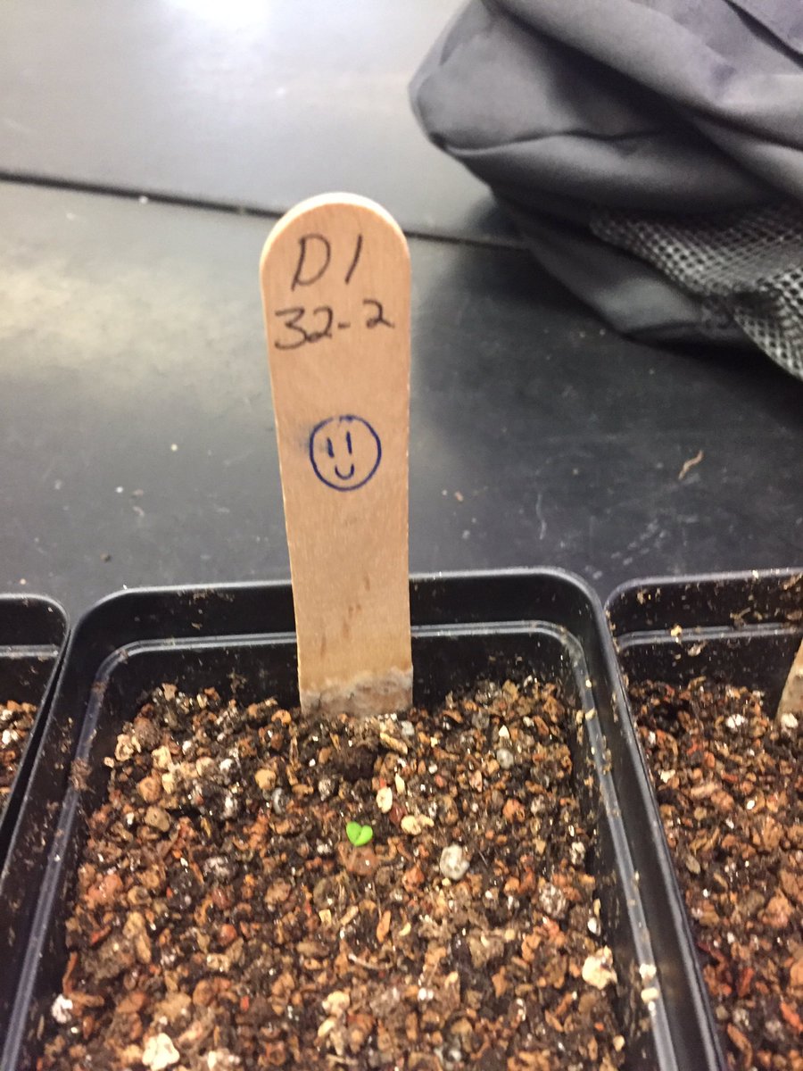 mszscience's tweet photo. Week one done and all the GBE 2 sprouted time to thin GBE 32 one sprout @GrowBeyondEarth @STEMDesignation @RivieraMiddle #STIR https://t.co/ZPq2FUH5K6
