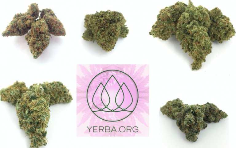 YerbaOfficial's tweet photo. Check out the new strains from Yerba! Original genetics for Durban Poison and Grandaddy Purple! 

https://t.co/nSBntQB342 https://t.co/sZgWS50L58