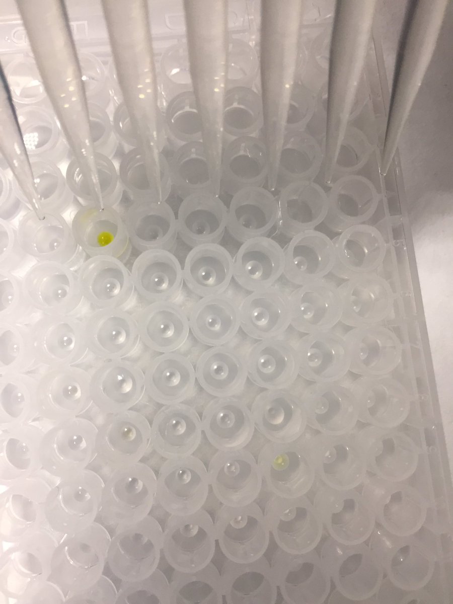 shefunilife's tweet photo. Long day in the lab sorting, screening and addition of drug compounds @technicians_mih https://t.co/1JmvfwqQ2e