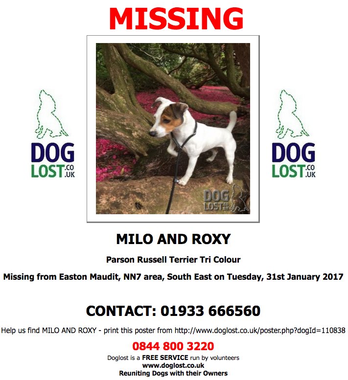 #LOST  MILO &amp; ROXY  #ParsonRussellTerrier #EastonMaudit #NN7 #lostdog        doglost.co.uk/dog-blog.php?d…