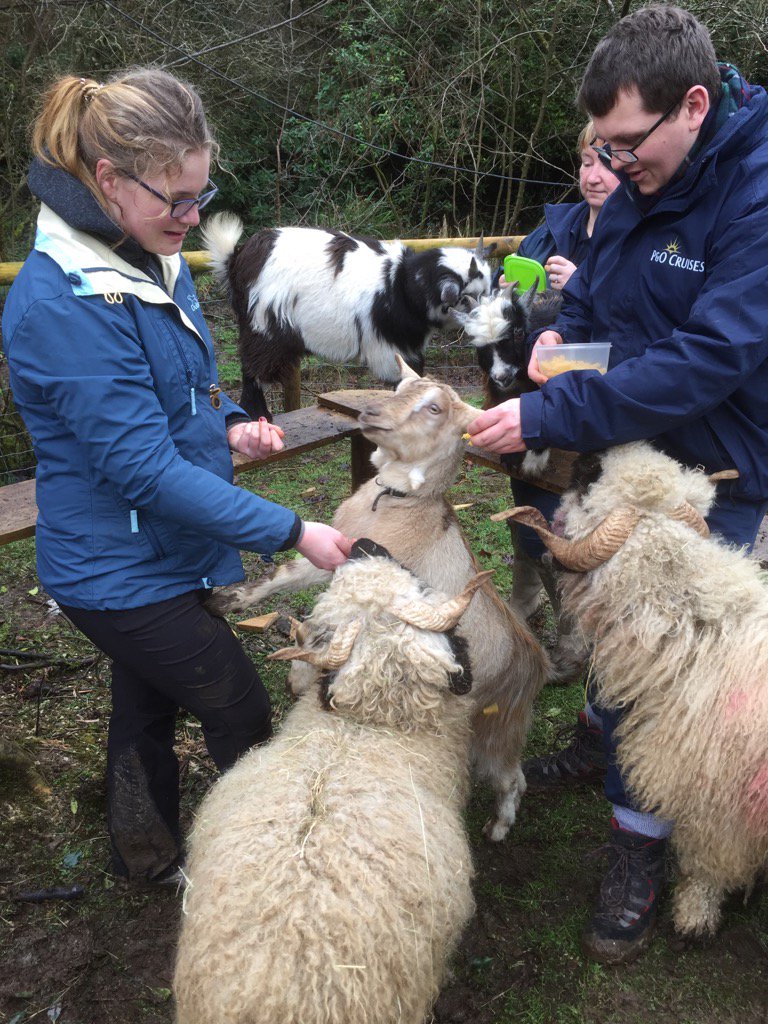 Our walkers today getting up close with the goats and the Valais Rams #cutesheep #pygmygoat #alpacawalking #Devon