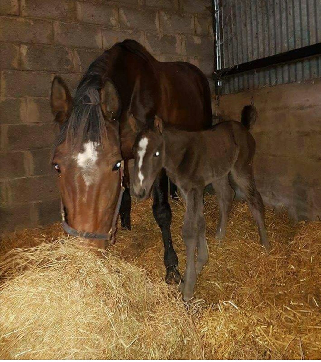 Irish Harness Racing tweet media