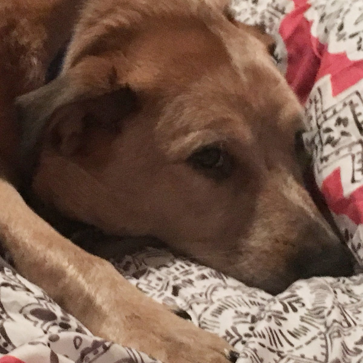 GypsySarah1977's tweet photo. @InfluensterVox @Nutrish Diesel pouts for his treats!! #NutrishPEAK #Contest https://t.co/NcdFKavLTG