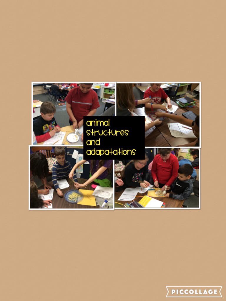 Bird beak investigation - how do specific structures function to help an animal survive in its environment? <a href="/SFT512/">Kristal Leiker</a> <a href="/Mrs_Vohland/">Elizabeth Vohland</a>