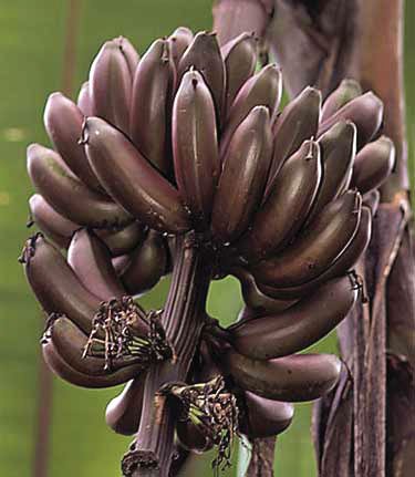 We offer bananas that can be grown not only in the tropics, but in many areas of the U.S. bit.ly/1I5nHPQ