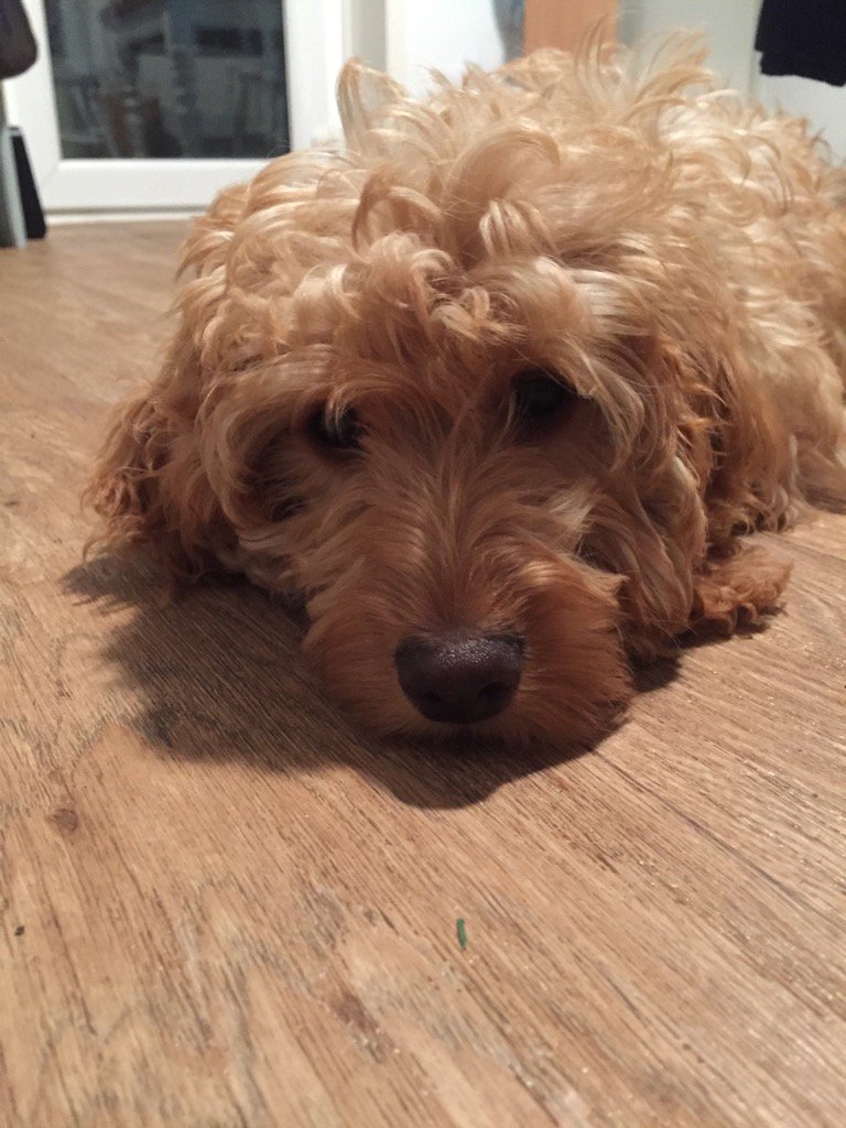 lillyapoo's tweet image. Wow, what an exhausting day, I feel and look as though I've lost my legs today I've run so much! #exhausted #cute