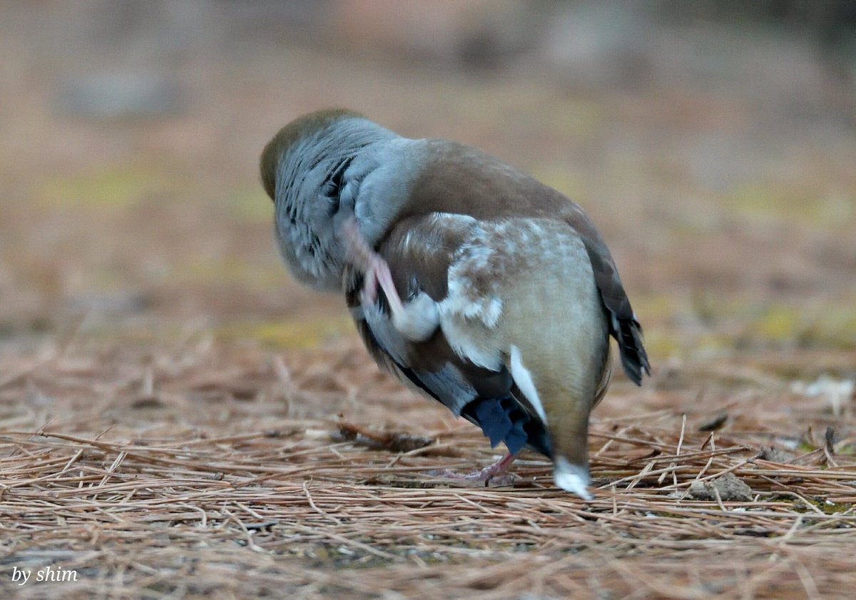 iauaauoo's tweet photo. Ears itch? #Howfinch #birding https://t.co/TJJBSZzd2u