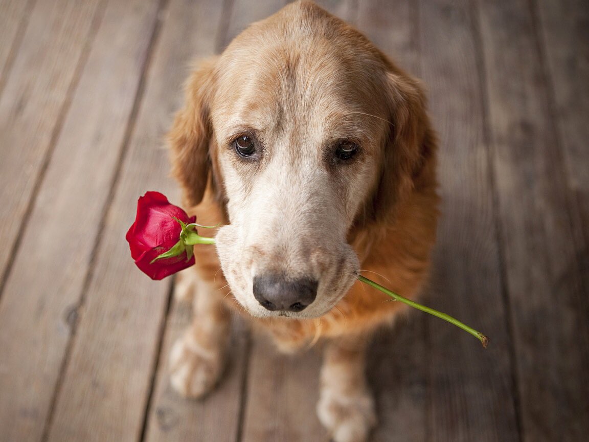 Treat the one you love with @bybenjidogtreat this Valentine's Day