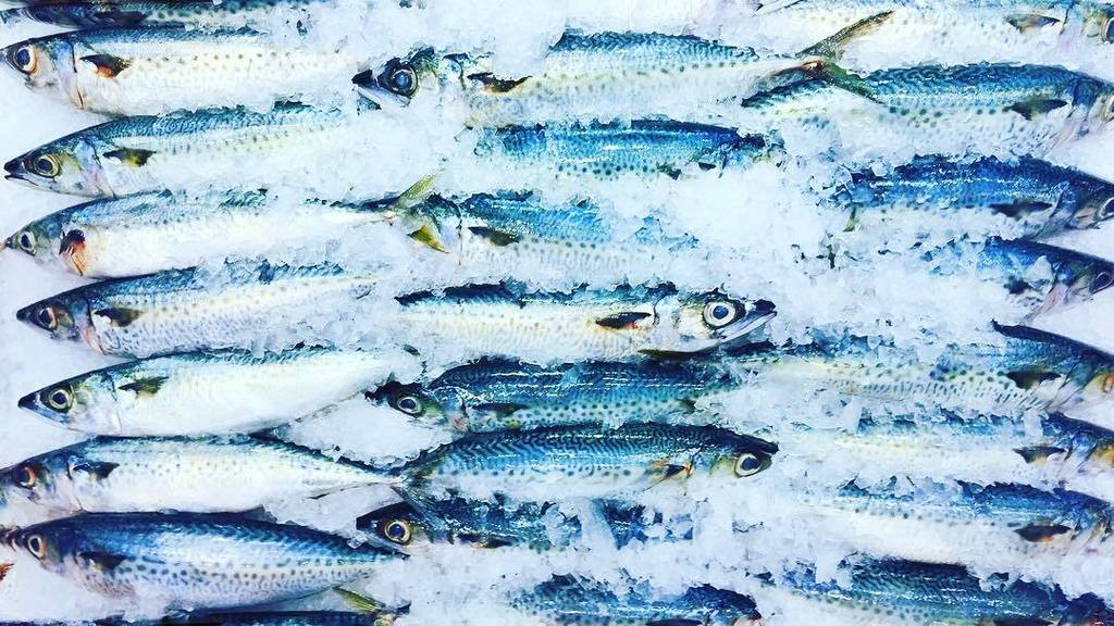 Plenty of fish in the @sydneyfishmarket after #ChineseNewYear - check out these beaut Blue… ift.tt/2keoNjz
