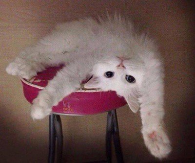 catsnkittys's tweet photo. Simply gorgeous !! https://t.co/lRZuQMDn6P