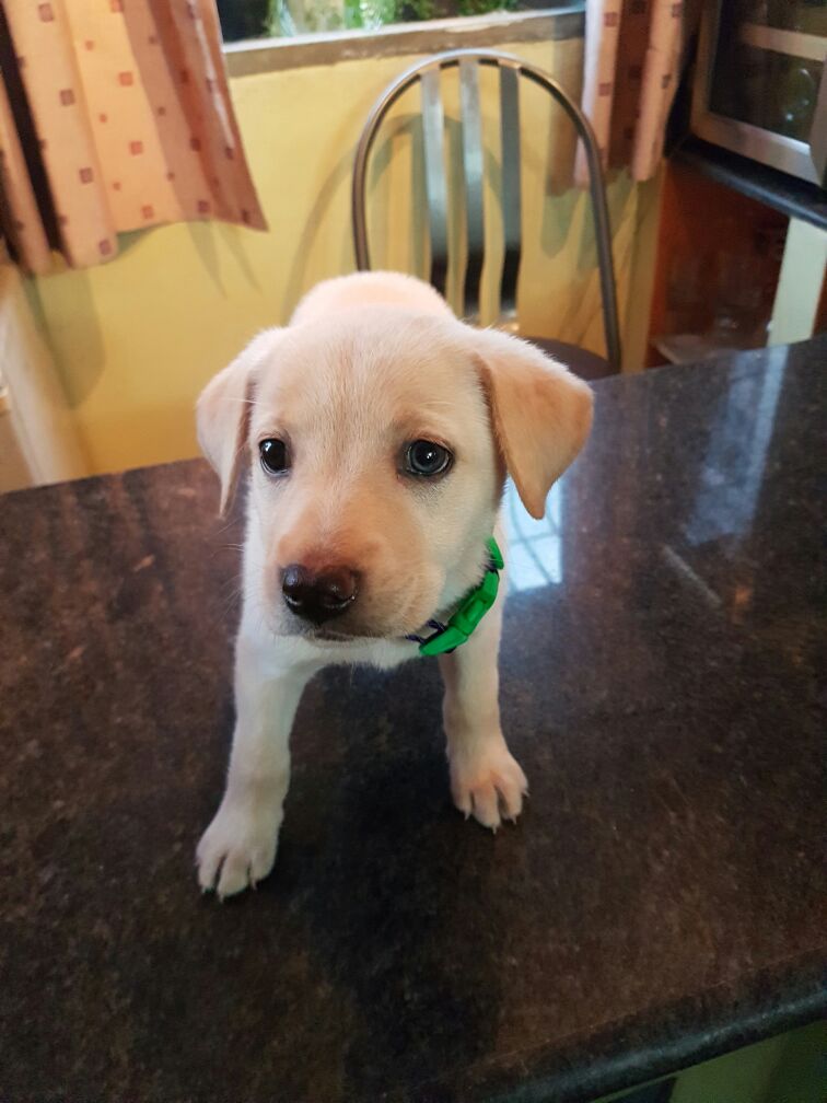 ipenuela's tweet photo. Me dejaron abandonada en la autopista junto a mis 2 hermanitos.Quién me rescató no me puede tener. Si me quieres escríbele. @SalvandoPatitas https://t.co/vopQKq3q3N