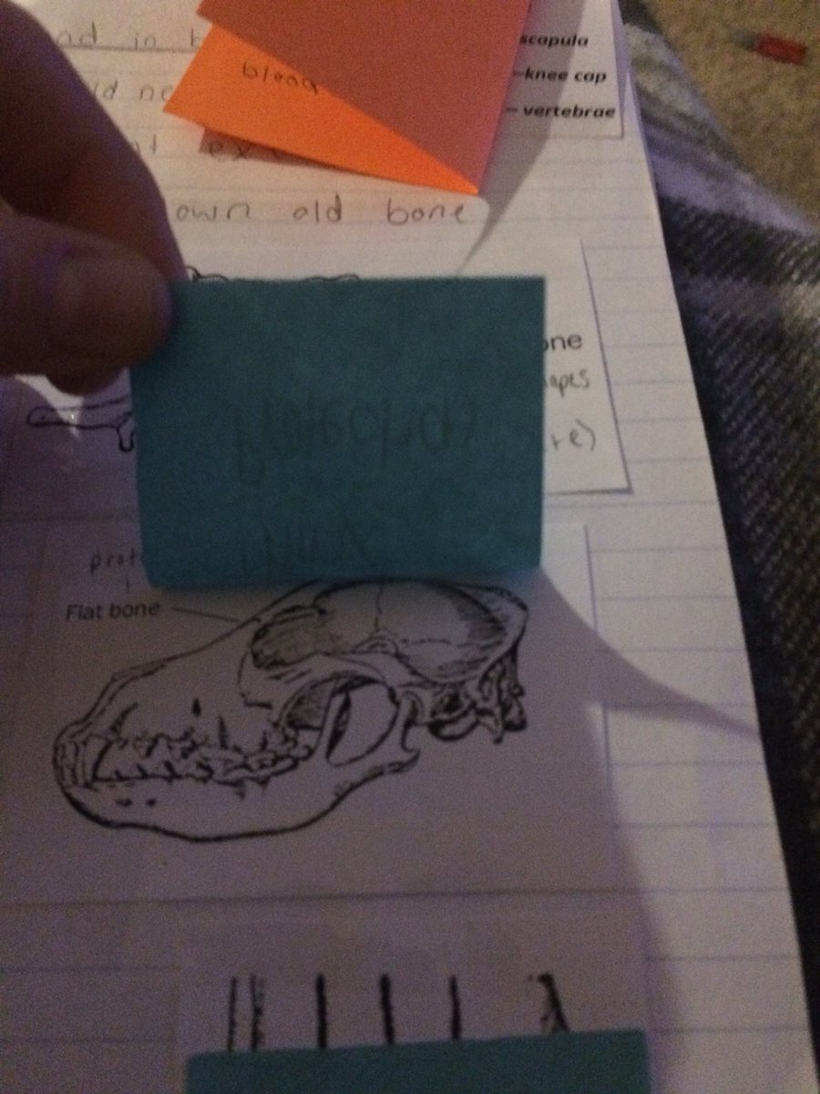 mishicotag's tweet image. Love seeing a variety of #education strategies and #ReflectiveConversations in #InteractiveNotebooks #handson #teachag #Teachers