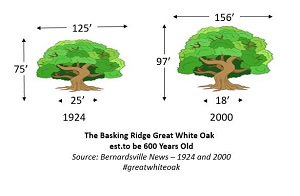 baskingridgeoak's tweet photo. It is not unusual for a white oak tree to be as wide as it is tall #historicoak #fact https://t.co/t6h595vF3e