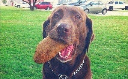 StrangeMailOnly's tweet image. #doggo with a potato! Order on our site now!