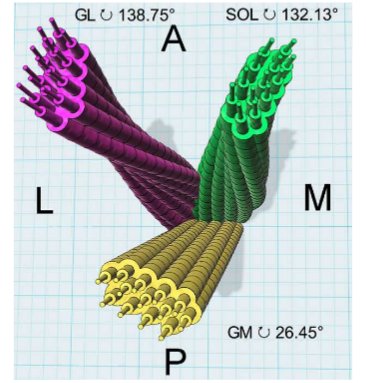 pdkirwan's tweet photo. Late night read thanks to @Peter_Gettings v detailed and visual RV of the twisted Achilles, broken down into Soleus, Gastroc M/L. graphics👏 https://t.co/Nai9KYufbt