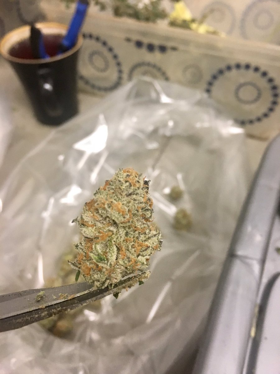 alpha_medic's tweet photo. This new batch of Alpha Mint came out 🔥🔥🔥 should be up on the menu soon!! #alphamedic https://t.co/RLhq7Pv5dZ