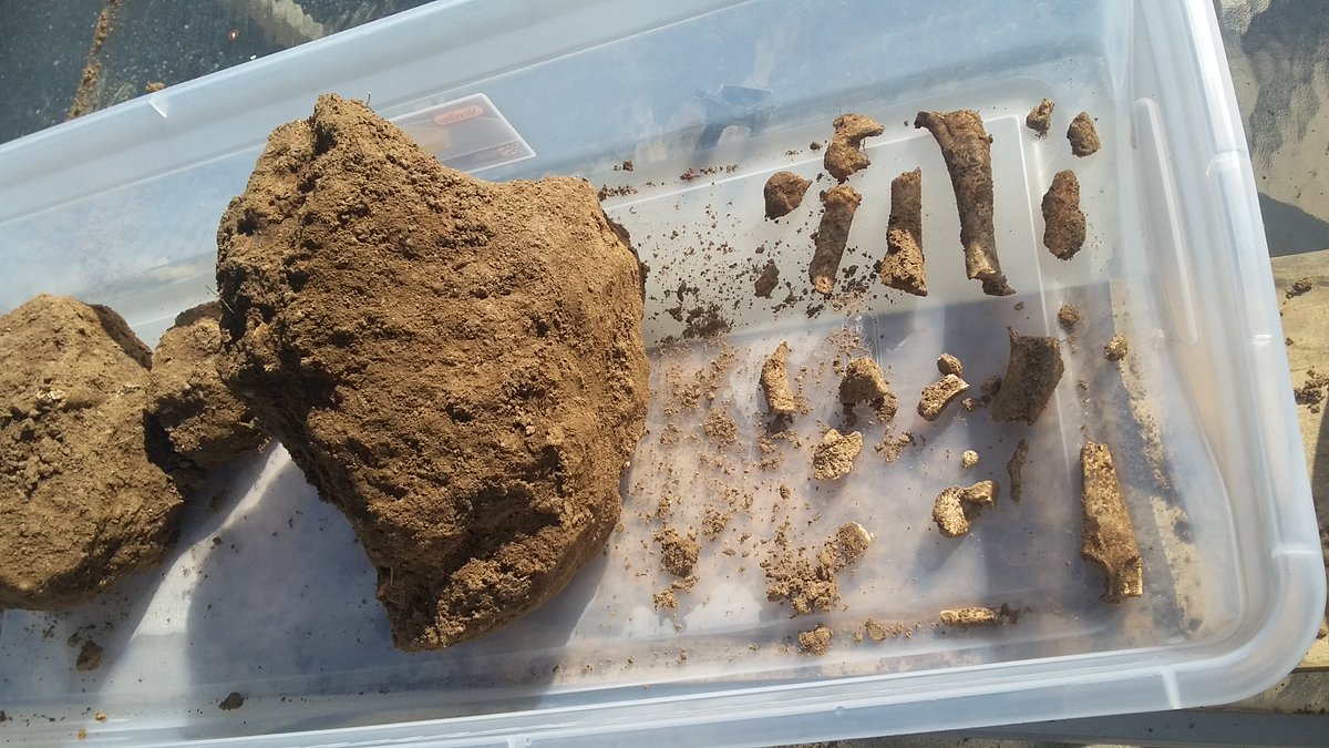 GaryBraithwait5's tweet image. Prehistoric Riverside CA find out if ground for cleaning. Will re-arrange. This was 4 foot under, making it an authentic fossel. Wolf?