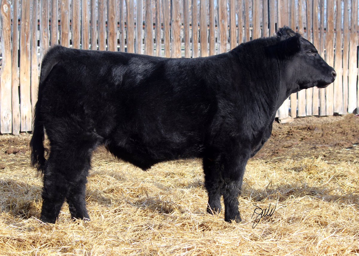 Loving our bull pen this year. All bulls are being offered privately at the ranch. Give me a shout if you have any questions! #maineanjou