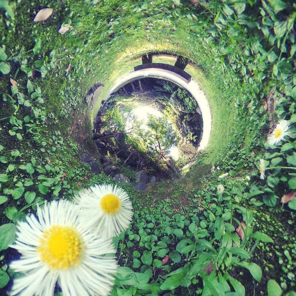 classicBLUE_'s tweet photo. 小さな発見

#flowers #かわいい
#土曜日の小旅行 #WHPimitation
#THETA写真集
#THETAgrapher No.238
.
.
.
.
.
.
.
… https://t.co/B6dKK0KiNO https://t.co/Wr6UhIKlHV