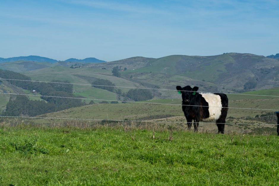 PacCoastFarmers's tweet photo. We see some more moo in your future... another #DigitalDirt piece coming soon from our visit to Markegard Family Grass-Fed! #DirtFirst https://t.co/4aw1KTKL8I