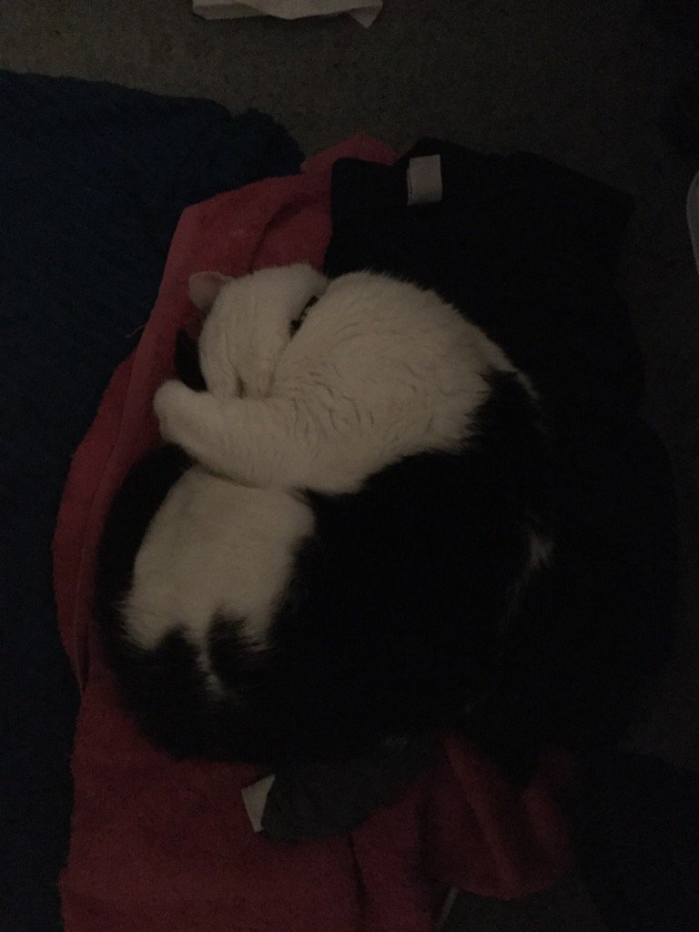 BertieBoycat's tweet photo. We've had a few growls aimed at the tail this week, now Bertie's curled up cuddling it as he sleep #friendsagain https://t.co/uY9833ErD5