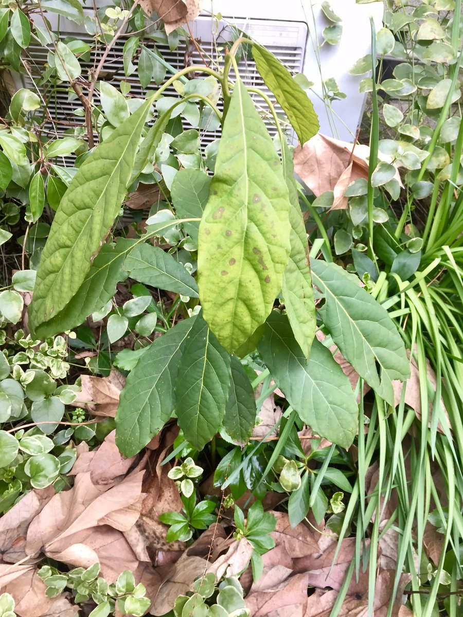 最も人気のある アボカド 葉 茶色 斑点 最高の画像新しい壁紙bhd