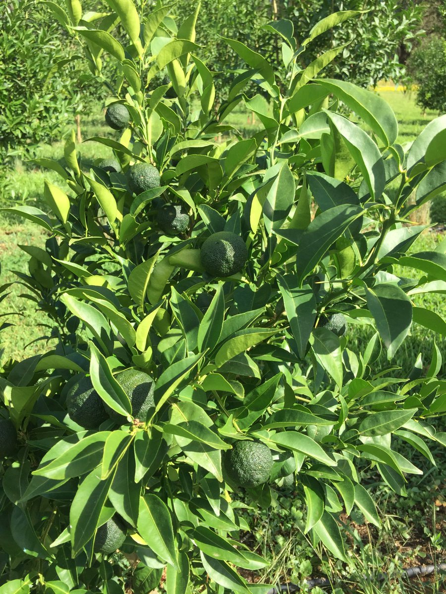 mountainyuzu's tweet photo. Our little babies are growing &amp; enjoying the weather here in NE Victoria. https://t.co/j8aecBsalW
