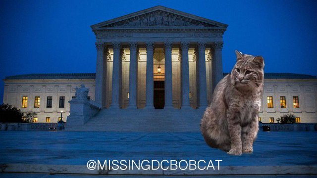MissingDCBobcat's tweet photo. After much thought, I decided the SCOTUS gig was just another cage -- good luck to @JusticeNGorsuch tho. #SCOTUS #MissingDCbobcat https://t.co/LnSFEDpWyZ