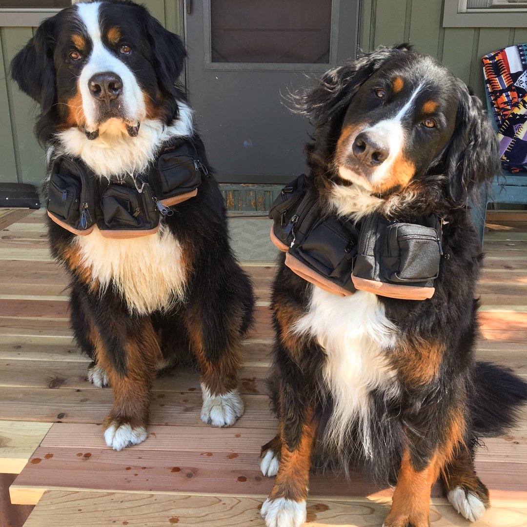 JanSport's tweet photo. Now that's a pet-worthy pouch 🐶 https://t.co/TUoAKm9MRP #RightPouch (📷 🐾 @kujo) https://t.co/wQwvQJ5POL
