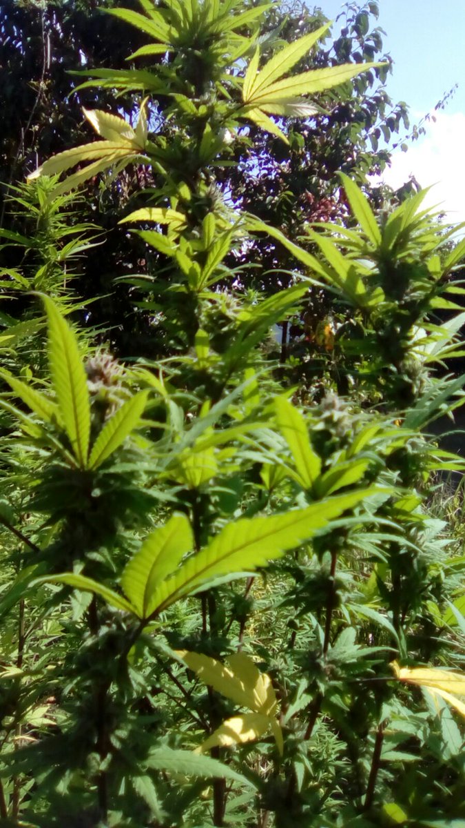 TalkGanja's tweet photo. Yes I'm a ganja farmer 🎵 #GanjaTalk #Cannabis #Marijuana https://t.co/ycF5SaGgDM