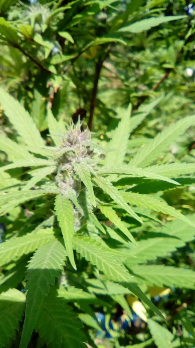 TalkGanja's tweet photo. Yes I'm a ganja farmer 🎵 #GanjaTalk #Cannabis #Marijuana https://t.co/ycF5SaGgDM
