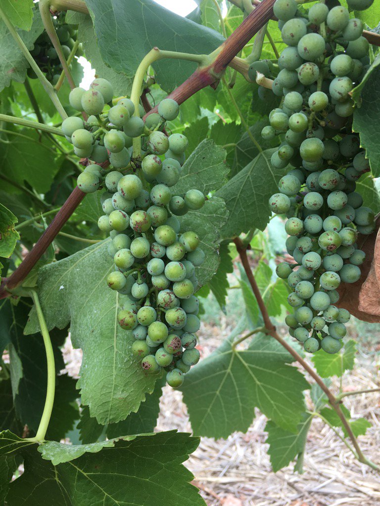 Veraison Veraison, where for art thou! Colour of a later vintage in one of our Koonunga blocks #barossa #V17 #shiraz
