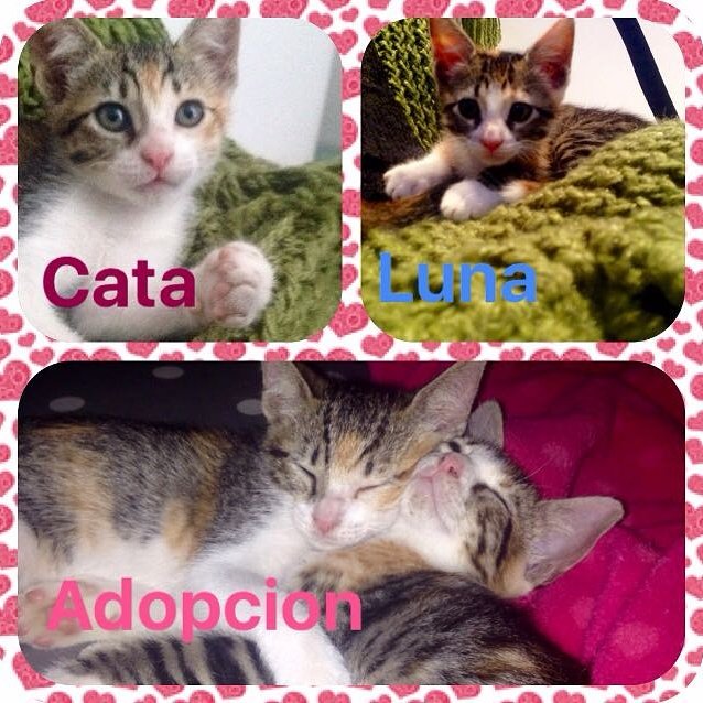 mimaskotik's tweet photo. Estas lindas gatitas están buscando hogar donde las quieran y las consientan! Ayúdanos a ayudar para que lo consigan!🐱🐈💞🐾 #adopción #gatitos https://t.co/OX3PIVbiTo