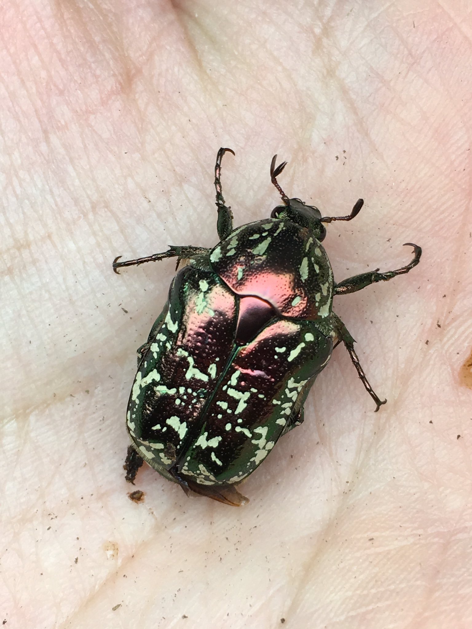 ティーノ ハナムグリ繋がりで 一昨年に波照間島で自己採集し累代してるイシガキシロテンハナムグリ幼虫のエサ交換 とにかく食欲が もの凄い 小ケース内のマットが たった10日で糞だらけに笑 今月末の大宮フェアでは 本種の幼虫を少し持っていきます ティーノ ハナムグリ繋がりで 一昨年に波照間島で自己採集し累代してるイシガキシロテンハナムグリ幼虫のエサ交換 とにかく食欲が もの凄い 小ケース内のマットが たった10日で糞だらけに笑 今月末の大宮フェアでは 本種の幼虫を少し持っていきます