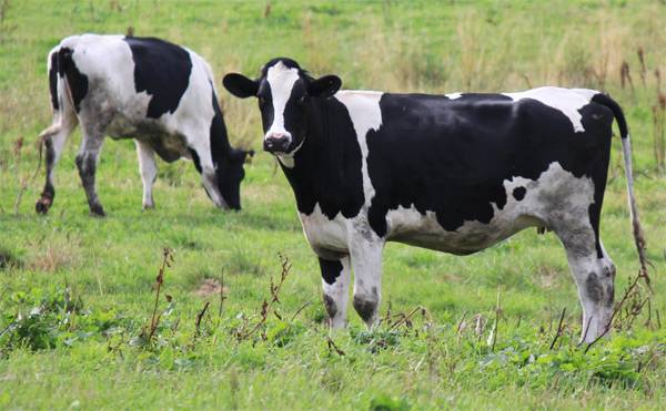 Медленно высвобождающийся азот повышает эффективность рубца rkorma.ru/2016/02/20/med…