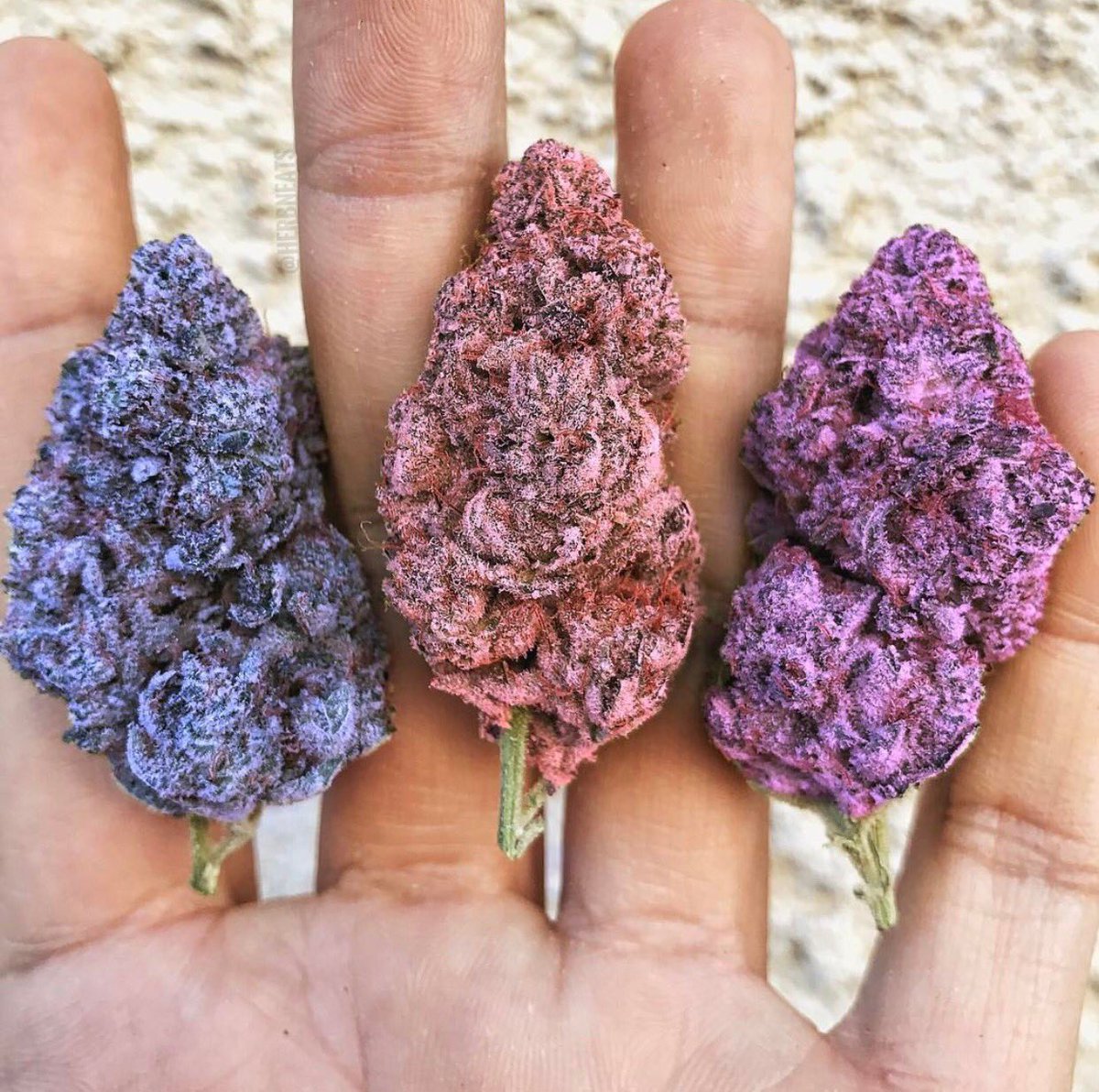 OpuffO2's tweet image. Such pretty colors. #Bud #Pot #Weed #Stoned