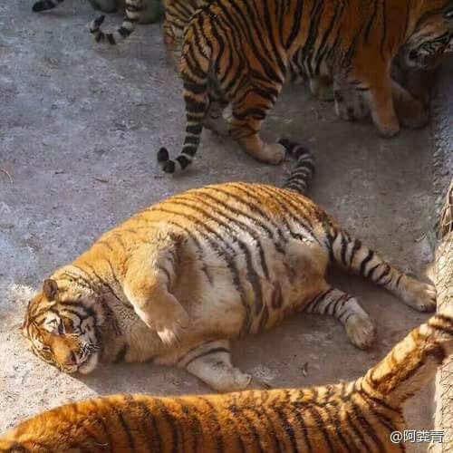 動物園でダイエットを強制されたデブ虎 とある猫にそっくりだと話題に 話題の画像プラス