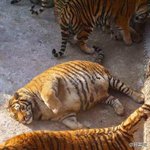 動物園でダイエットを強制されたデブ虎、とある猫にそっくりだと話題に!