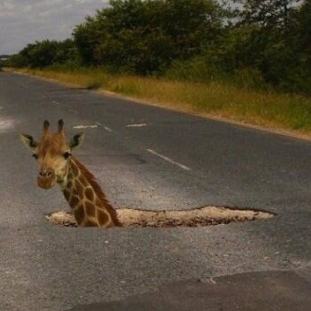 Boboljinks's tweet image. @PtboRoads @CHEXNewswatch #potholes #115 #needanalignment #riskydriving #hazards #dangerous #ridiculous hwy115 north